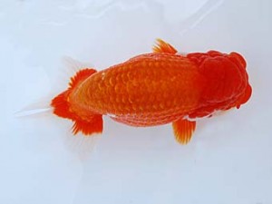 徳島愛錦会　東大関　細川隆憲