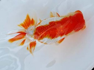 徳島愛錦会　西大関　藤原博文