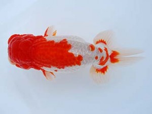 徳島愛錦会　立行司　川村和己