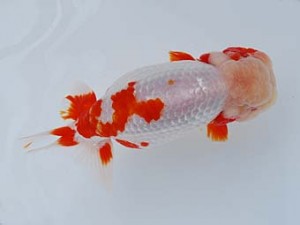 徳島愛錦会　西取締　北野義一