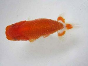 豊橋優遊会　研究会　立行司　田中康浩
