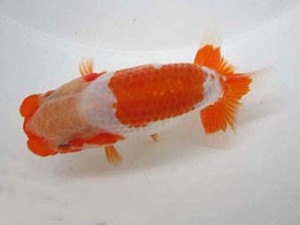 豊橋優遊会　研究会　東取締　池本至男
