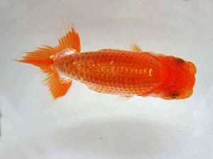 豊橋優遊会　研究会　西取締　杉浦久敏
