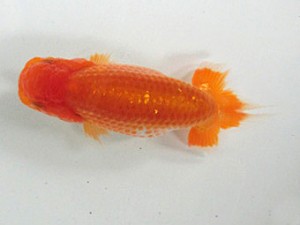 津島愛錦クラブ　研究会　1席　桑原元一
