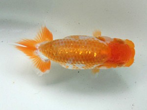 津島愛錦クラブ　研究会　4席　植田春寿
