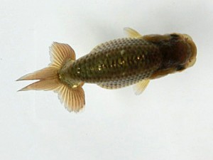 津島愛錦クラブ　研究会　5席　立松大介
