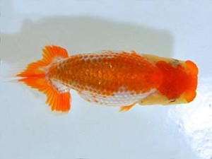 山梨錦城会　研究会　一位　林部春雄
