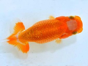 山梨錦城会　研究会　二位　中根利夫
