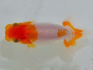 山梨錦城会　研究会　三位　木暮　實
