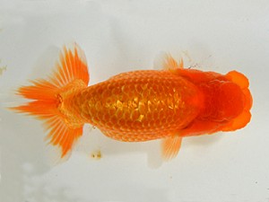 山梨錦城会　研究会　五位　平野良則
