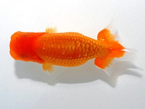 横浜観魚会　第二回研究会　1位　矢ケ崎伸司