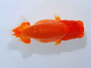 横浜観魚会　第二回研究会　2位　加藤貞信