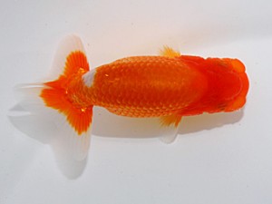 横浜観魚会　第二回研究会　3位　齋藤宏典