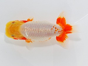 横浜観魚会　第二回研究会　4位　竹之内博幸