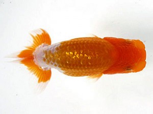 喜楽らんちゅう会　第二回研究会　1位　矢ケ崎伸司