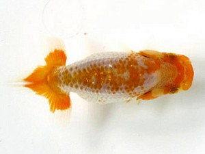 喜楽らんちゅう会　第二回研究会　2位　登嶋秀法