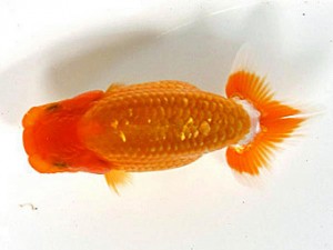 喜楽らんちゅう会　第二回研究会　4位　嶋田敏明