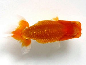 喜楽らんちゅう会　第二回研究会　5位　上田健平