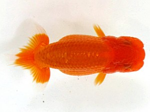 愛魚会　第二回研究会　一位　目黒康弘