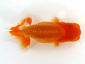 愛魚会　第二回研究会　二位　高地辰夫