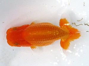 愛魚会　第二回研究会　四位　林　和明