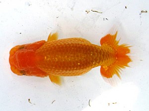 愛魚会　第二回研究会　五位　林　和明