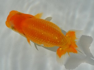 房総らんちう会　第二回研究会　一位　秋元和男