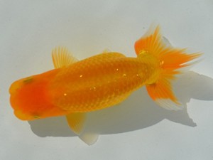 房総らんちう会　第二回研究会　二位　秋元和男