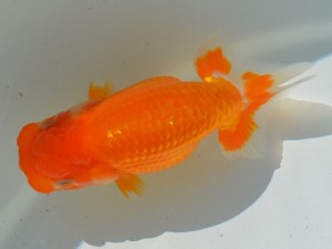 房総らんちう会　第二回研究会　四位　高地成弥