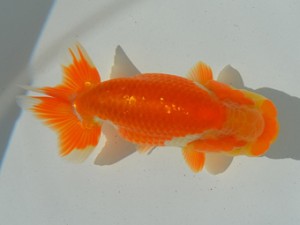 房総らんちう会　第二回研究会　五位　大渕　功