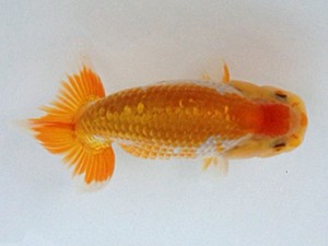 備後鱗友会　当歳魚研究会　東大関　箱崎弘幸　尾道