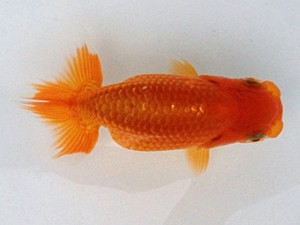 備後鱗友会　当歳魚研究会　西大関　小山敏信　東広島