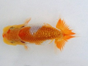 備後鱗友会　当歳魚研究会　立行司　岩下孝広　尾道