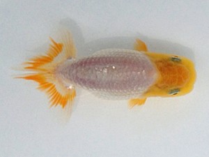 備後鱗友会　当歳魚研究会　西取締　岩下孝広　尾道