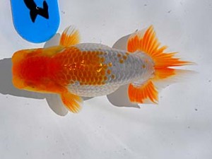 倉敷栄蘭会　西大関　中村哲也　倉敷