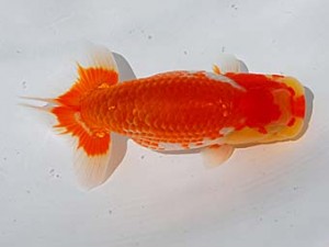 倉敷栄蘭会 西勧進元　飯山長治郎　福山