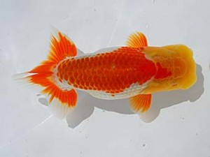 倉敷栄蘭会 行司一　難波　正　玉野