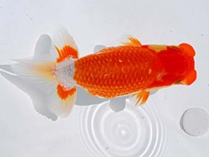 倉敷栄蘭会 行司二　小笠原義照　浅口