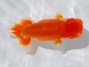 倉敷栄蘭会 行司三　武田悦男　福山