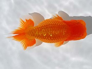 倉敷栄蘭会 東脇行司　櫻武起典　尾道