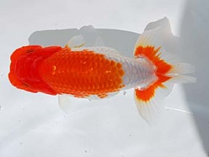 倉敷栄蘭会 西脇行司　田代史郎　児島