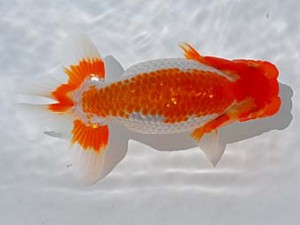 倉敷栄蘭会　立行司　児子敏雄　岡山