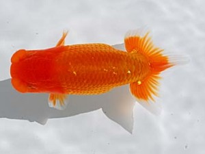 倉敷栄蘭会　東取締　小笠原義照　浅口