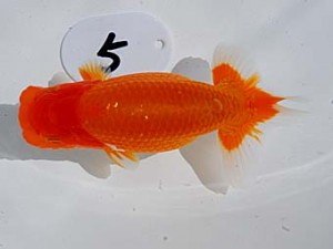 倉敷栄蘭会　西取締　田渕貴利　三豊市