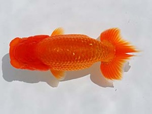 倉敷栄蘭会 東関脇　難波　正　玉野