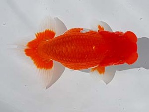 倉敷栄蘭会 東小結　片岡　進　倉敷