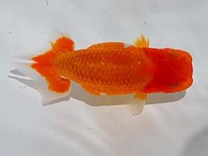 倉敷栄蘭会 西小結　田中茂規　玉野