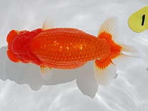 倉敷栄蘭会　東大関　中島健一郎　浅口