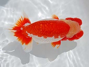 倉敷栄蘭会　西大関　梁原隆夫　倉敷