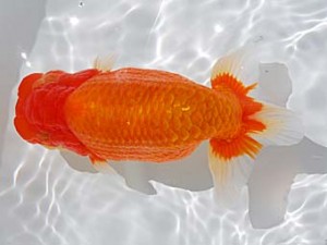 倉敷栄蘭会　立行司　中島健一郎　浅口